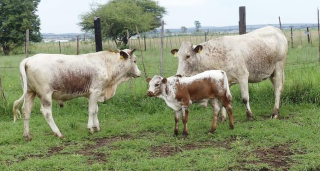 18-8021 fast becoming one of our better cows with her bull calves 20-0014HHN and 21-0049HHN.