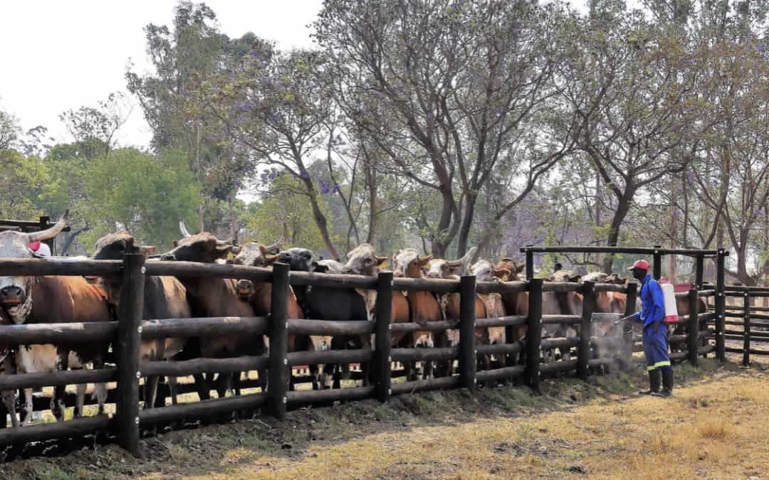 Zimbabwe Herd Book No5