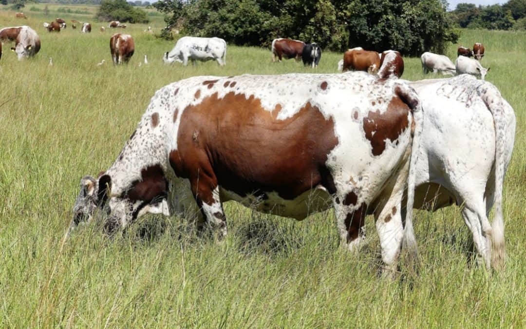 Zimbabwe Herd Book No6