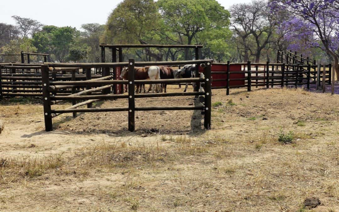 Zimbabwe Herd Book No2